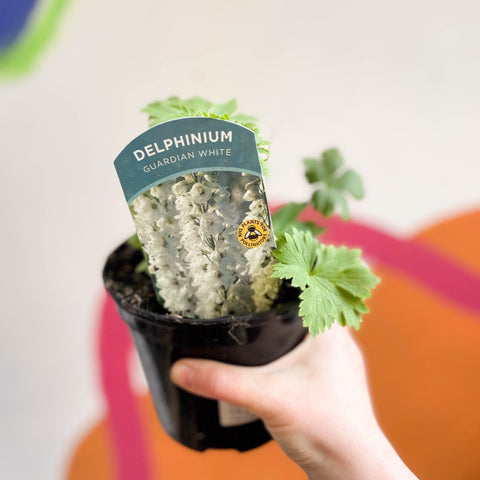 Candle Larkspur - Delphinium elatum 'Guardian White' - British Grown Herbaceous Perennial - Sprouts of Bristol