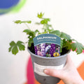 Candle Larkspur - Delphinium elatum 'Magic Fountains' - British Grown Herbaceous Perennial - Sprouts of Bristol