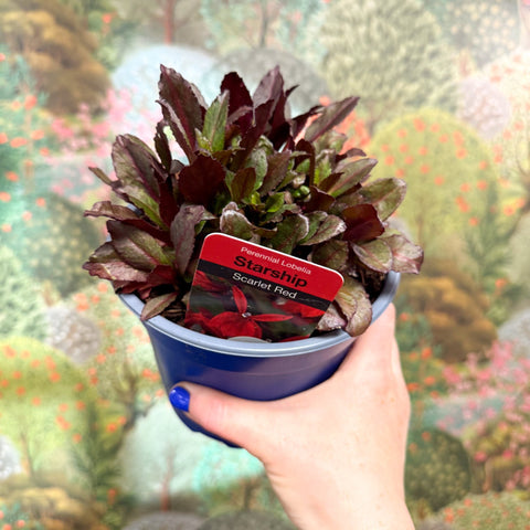 Cardinal Flower - Lobelia 'Starship Red' - British Grown Perennial - Sprouts of Bristol