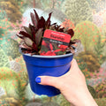 Cardinal Flower - Lobelia 'Starship Red' - British Grown Perennial - Sprouts of Bristol