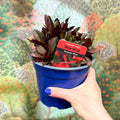 Cardinal Flower - Lobelia 'Starship Red' - British Grown Perennial - Sprouts of Bristol