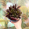 Cardinal Flower - Lobelia 'Starship Red' - British Grown Perennial - Sprouts of Bristol