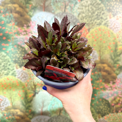 Cardinal Flower - Lobelia 'Starship Red' - British Grown Perennial - Sprouts of Bristol