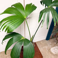 Carludovica palmata – Panama Hat Plant - Sprouts of Bristol