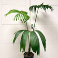 Carludovica palmata – Panama Hat Plant - Sprouts of Bristol