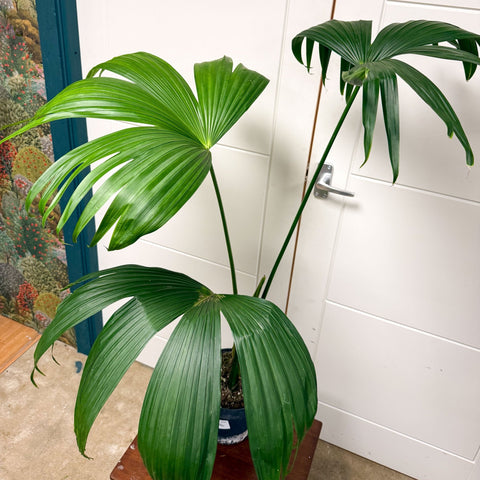 Carludovica palmata – Panama Hat Plant - Sprouts of Bristol