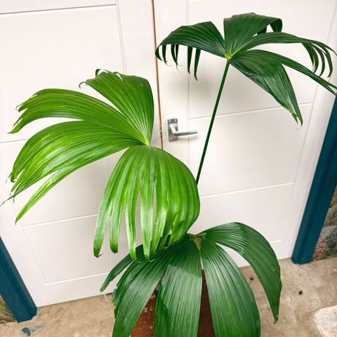 Carludovica palmata – Panama Hat Plant - Sprouts of Bristol