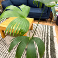 Carludovica palmata – Panama Hat Plant - Sprouts of Bristol