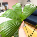 Carludovica palmata – Panama Hat Plant - Sprouts of Bristol