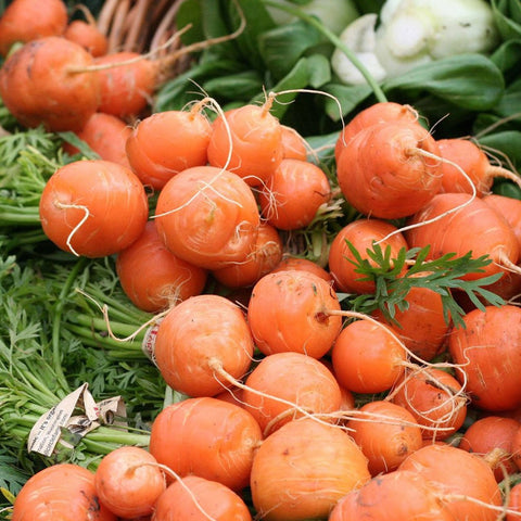 Carrot 'Paris Market Atlas' Seeds - Sprouts of Bristol