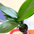 Cast Iron Plant - Aspidistra elatior - Sprouts of Bristol