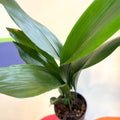 Cast Iron Plant - Aspidistra elatior - Sprouts of Bristol