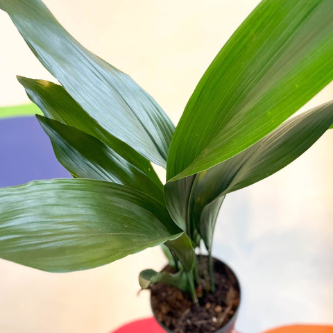Cast Iron Plant - Aspidistra elatior - Sprouts of Bristol