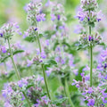 Catmint 'Nepeta Mussinii' Seeds - Sprouts of Bristol