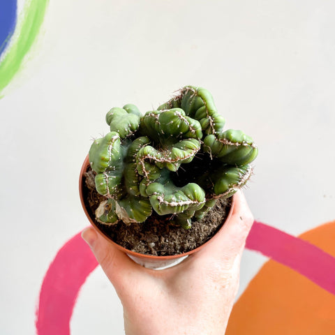 Cereus peruvianus 'Coral' f. cristata - Sprouts of Bristol