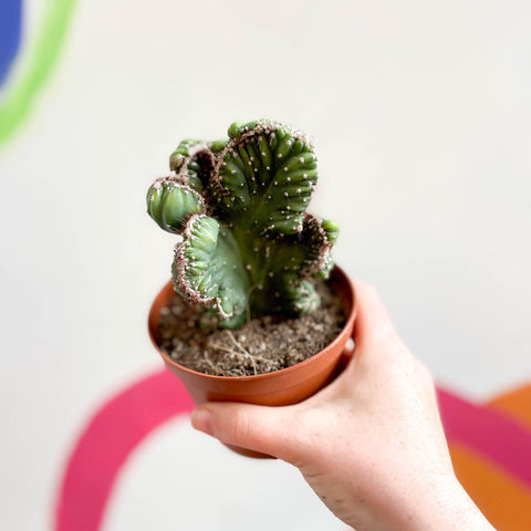 Cereus peruvianus 'Coral' f. cristata - Sprouts of Bristol