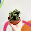 Cereus peruvianus 'Coral' f. cristata - Sprouts of Bristol