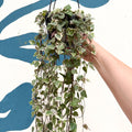 Ceropegia woodii 'Merel' - String of Hearts - Sprouts of Bristol