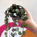 Ceropegia woodii 'Silver Glory' - String of Hearts - Sprouts of Bristol