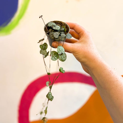 Ceropegia woodii - String of Hearts - Sprouts of Bristol