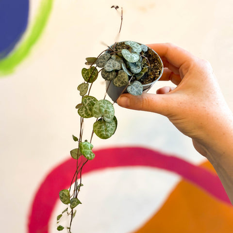 Ceropegia woodii - String of Hearts - Sprouts of Bristol