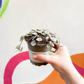 Ceropegia woodii variegata - Variegated String of Hearts - Sprouts of Bristol