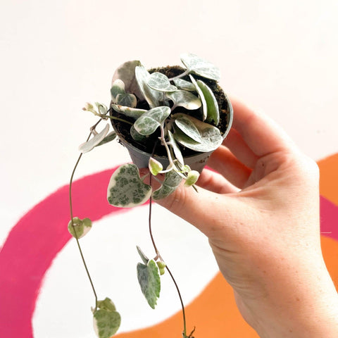 Ceropegia woodii variegata - Variegated String of Hearts - Sprouts of Bristol