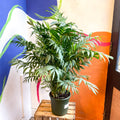 Chamaedorea elegans - Parlour Palm - Sprouts of Bristol