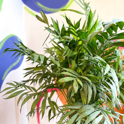 Chamaedorea elegans - Parlour Palm - Sprouts of Bristol