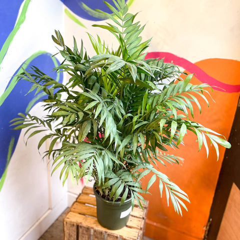 Chamaedorea elegans - Parlour Palm - Sprouts of Bristol