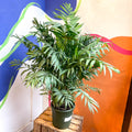 Chamaedorea elegans - Parlour Palm - Sprouts of Bristol