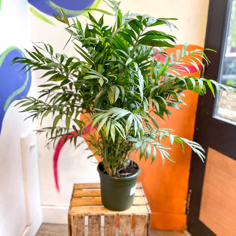 Chamaedorea elegans - Parlour Palm - Sprouts of Bristol