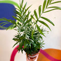Chamaedorea elegans variegata - Parlour Palm - Sprouts of Bristol