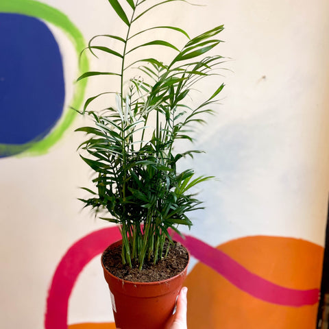 Chamaedorea elegans variegata - Parlour Palm - Sprouts of Bristol
