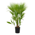 Chamaerops humilis – European Fan Palm - Sprouts of Bristol