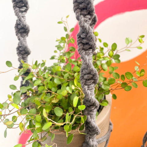 Charcoal Grey Macrame Plant Hanger - Sprouts of Bristol