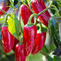 Chilli 'Jalapeño' Seeds - Sprouts of Bristol