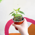 Chilli Pepper - Capsicum annuum 'Basket of Fire' - British Grown - Sprouts of Bristol