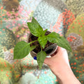 Chilli Pepper - Capsicum annuum ‘Jalapeño’ - British Grown - Sprouts of Bristol