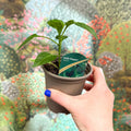 Chilli Pepper - Capsicum annuum ‘Jalapeño’ - British Grown - Sprouts of Bristol