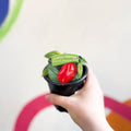 Chilli Pepper - Capsicum annuum 'Scotch Bonnet Red' - British Grown - Sprouts of Bristol