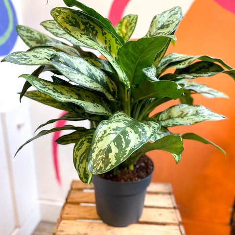 Chinese Evergreen - Aglaonema commutatum ‘Maria' - Sprouts of Bristol