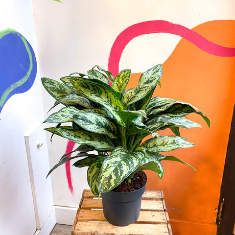Chinese Evergreen - Aglaonema commutatum ‘Maria' - Sprouts of Bristol