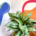 Chinese Evergreen - Aglaonema commutatum ‘Maria' - Sprouts of Bristol