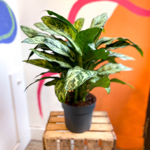 Chinese Evergreen - Aglaonema commutatum ‘Maria' - Sprouts of Bristol