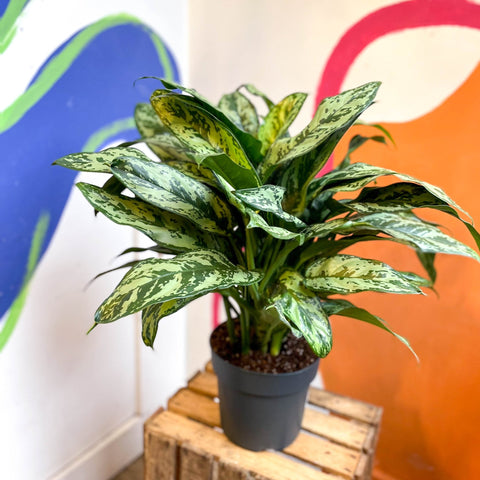 Chinese Evergreen - Aglaonema commutatum ‘Maria' - Sprouts of Bristol