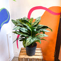 Chinese Evergreen - Aglaonema commutatum ‘Maria' - Sprouts of Bristol