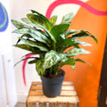 Chinese Evergreen - Aglaonema commutatum ‘Maria' - Sprouts of Bristol