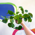 Chinese Money Leaf - Pilea peperomioides - Sprouts of Bristol