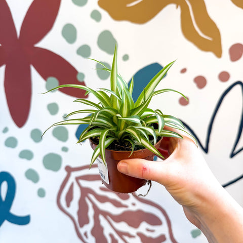 Chlorophytum comosum 'Variegatum' - Spider Plant - Sprouts of Bristol